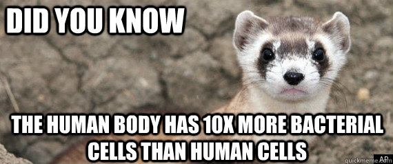 Did you know the human body has 10x more bacterial cells than human cells  Fun-Fact-Ferret