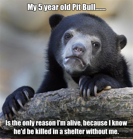 My 5 year old Pit Bull....... Is the only reason I'm alive, because I know he'd be killed in a shelter without me.   Confession Bear