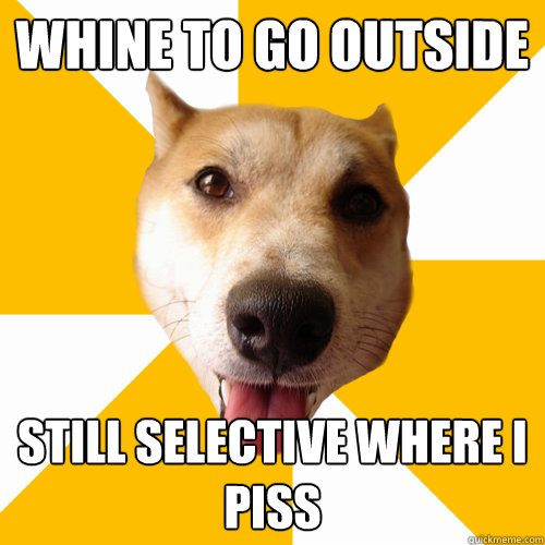 WHINE TO GO OUTSIDE STILL SELECTIVE WHERE I PISS  