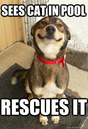 sees cat in pool rescues it  Good Dog Greg