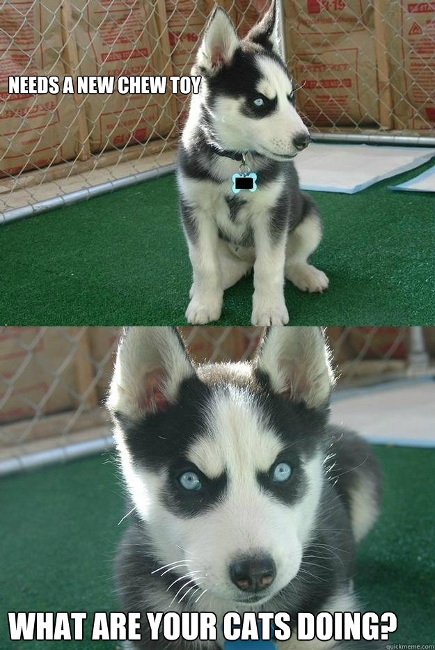 Needs a new chew toy what are your cats doing?  Insanity puppy