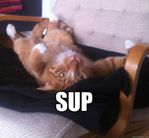  sup  Sup Cat