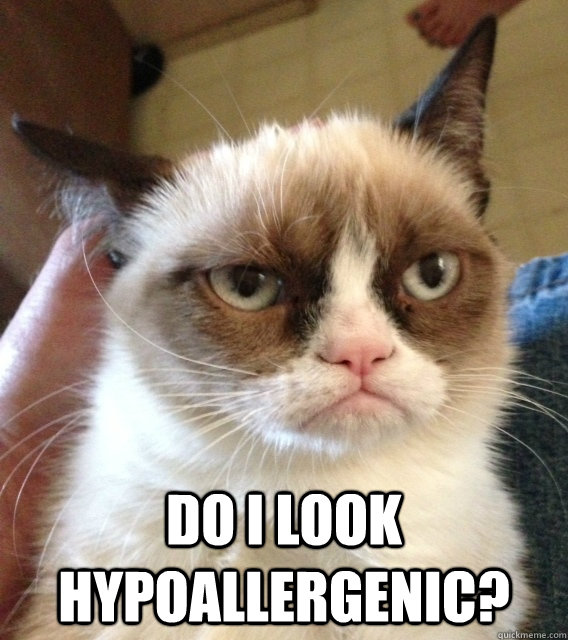  do i look hypoallergenic?  -  do i look hypoallergenic?   Not Amused Grumpy Cat