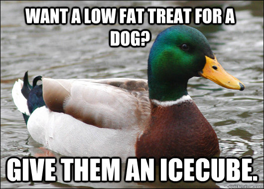 Want a low fat treat for a dog? Give them an icecube.  Actual Advice Mallard