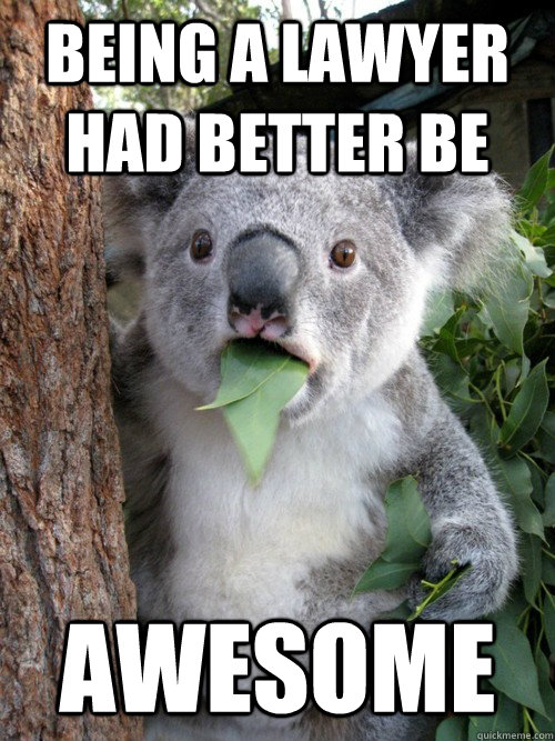 Being a lawyer had better be awesome  koala bear