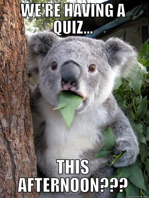WE'RE HAVING A QUIZ... THIS AFTERNOON??? koala bear