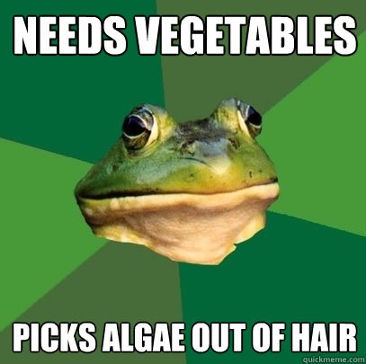 needs vegetables picks algae out of hair  Foul Bachelor Frog