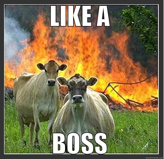 LIKE A BOSS Evil cows