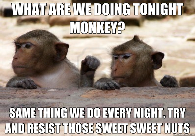 WHAT ARE WE DOING TONIGHT MONKEY? SAME THING WE DO EVERY NIGHT, TRY AND RESIST THOSE SWEET SWEET NUTS  escaping monkeys 
