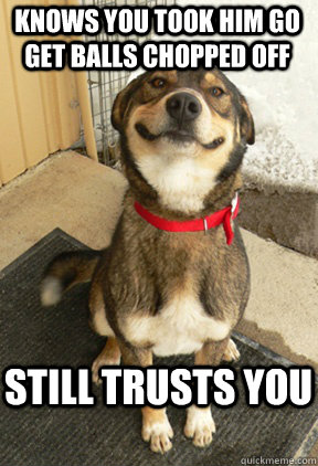 knows you took him go get balls chopped off still trusts you - knows you took him go get balls chopped off still trusts you  Good Dog Greg