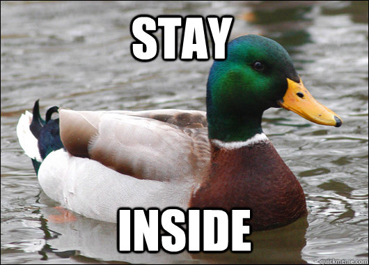 Stay inside - Stay inside  Actual Advice Mallard