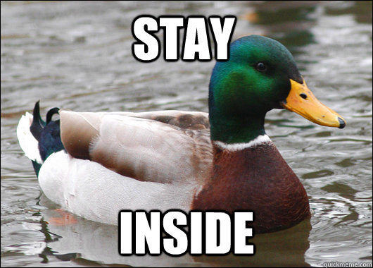 Stay inside  Actual Advice Mallard