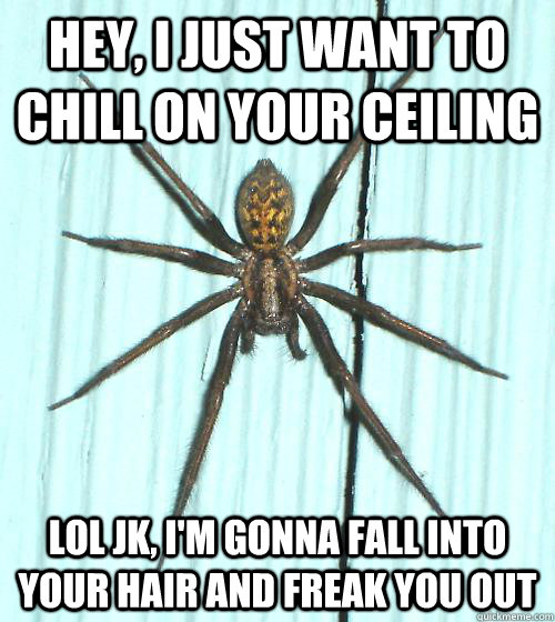 Hey, I just want to chill on your ceiling lol jk, i'm gonna fall into your hair and freak you out - Hey, I just want to chill on your ceiling lol jk, i'm gonna fall into your hair and freak you out  Understood Spider