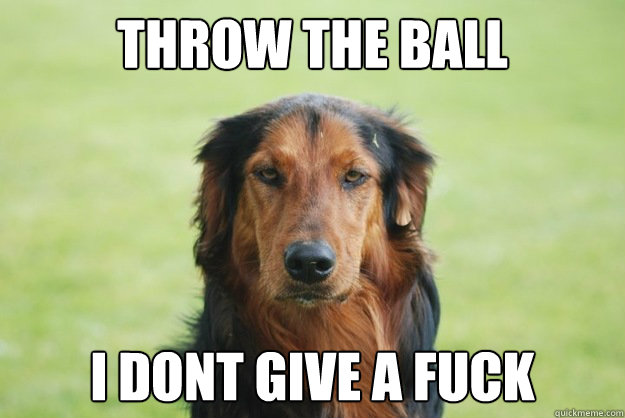 Throw the ball I dont give a fuck  Careless Canine