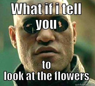 WHAT IF I TELL YOU TO LOOK AT THE FLOWERS Matrix Morpheus
