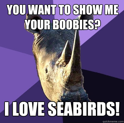 you want to show me your boobies? I love Seabirds!  Sexually Oblivious Rhino