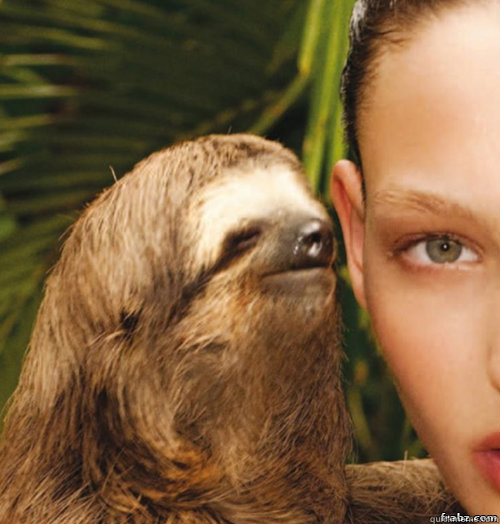    rape sloth