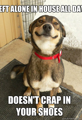 Left alone in house all day Doesn't crap in your shoes  Good Dog Greg