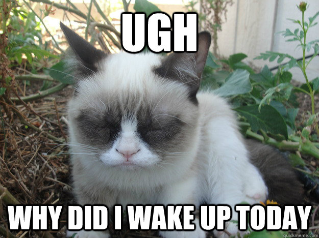 Ugh why did i wake up today - Ugh why did i wake up today  Grumpy Cat