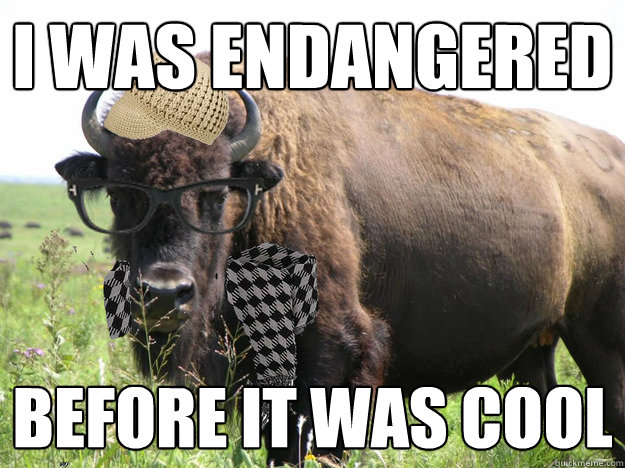 I was endangered Before it was cool  hipster buffalo