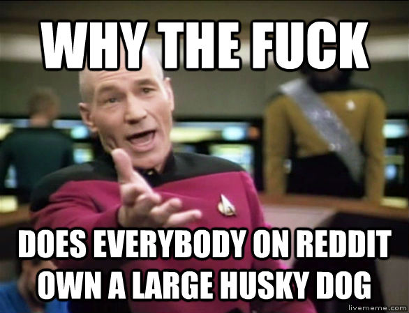 WHY THE FUCK DOES EVERYBODY ON REDDIT OWN A LARGE HUSKY DOG  untitled meme