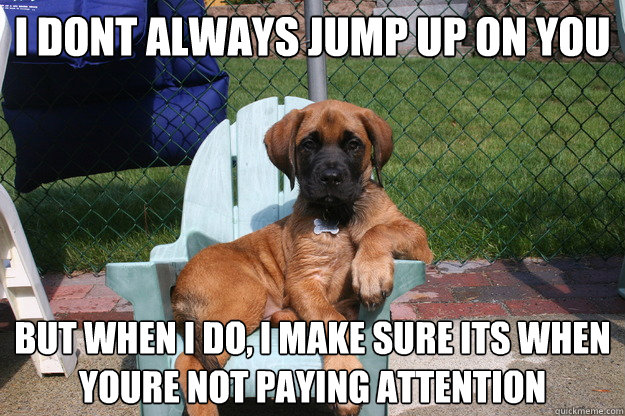 i dont always jump up on you but when i do, i make sure its when youre not paying attention   The Most Interesting Dog in the World