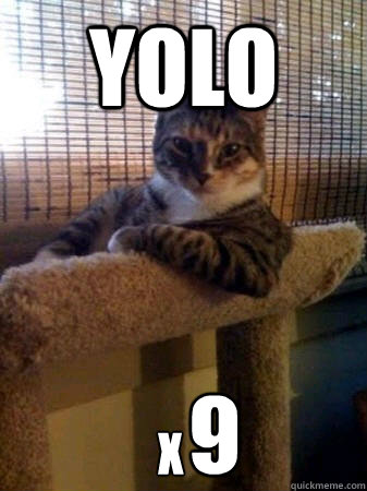 YOLO x 9  The Most Interesting Cat in the World