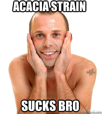 acacia strain sucks br0 - acacia strain sucks br0  gay!!!
