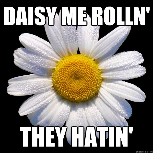 Daisy me rolln' they hatin' - Daisy me rolln' they hatin'  Misc
