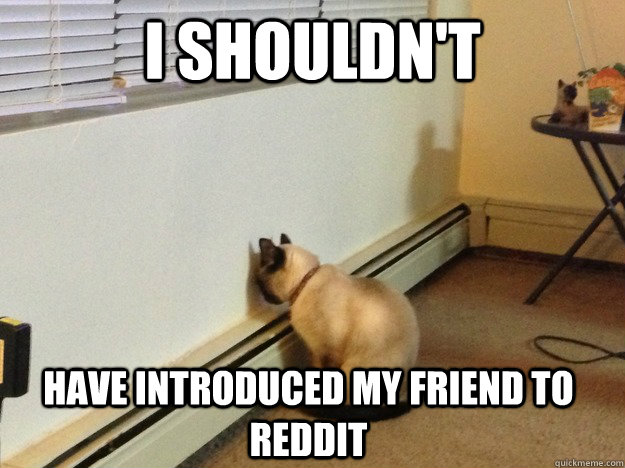 I shouldn't have introduced my friend to reddit  Regretful Cat