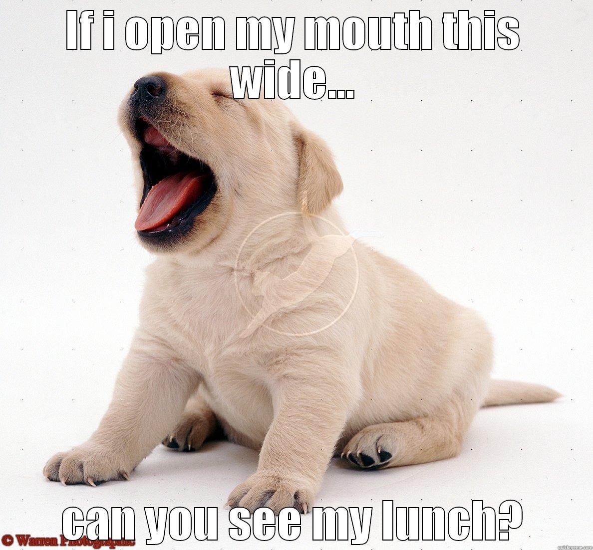 Puppy's view! - IF I OPEN MY MOUTH THIS WIDE... CAN YOU SEE MY LUNCH? Misc