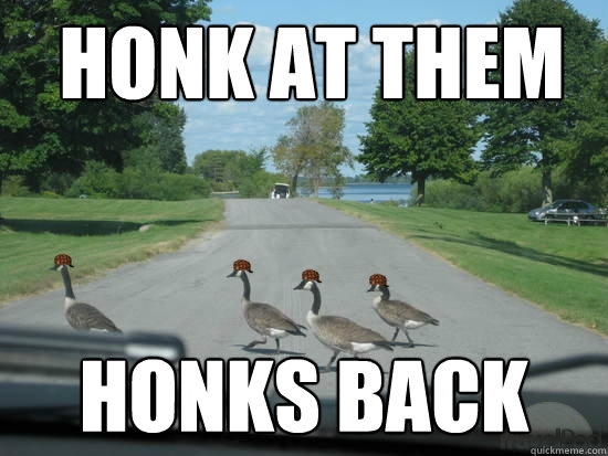  honk at them honks back  