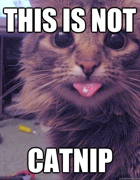 this is not catnip  