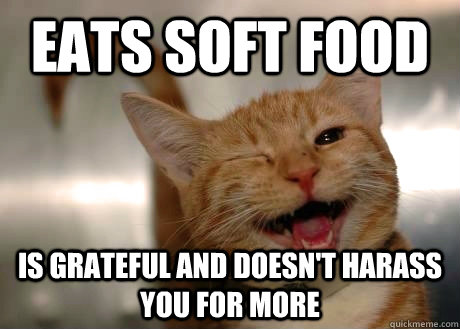 Eats soft food is grateful and doesn't harass you for more  