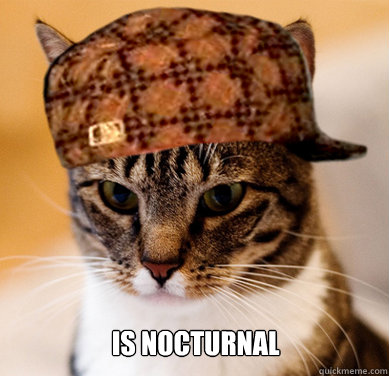  is nocturnal  Scumbag Cat