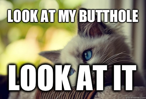 Look at my butthole Look at it  First World Problems Cat