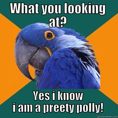 WHAT YOU LOOKING AT? YES I KNOW I AM A PREETY POLLY! Paranoid Parrot