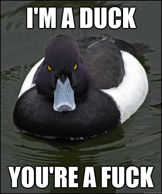I'm a duck You're a fuck - I'm a duck You're a fuck  Angry Advice Duck