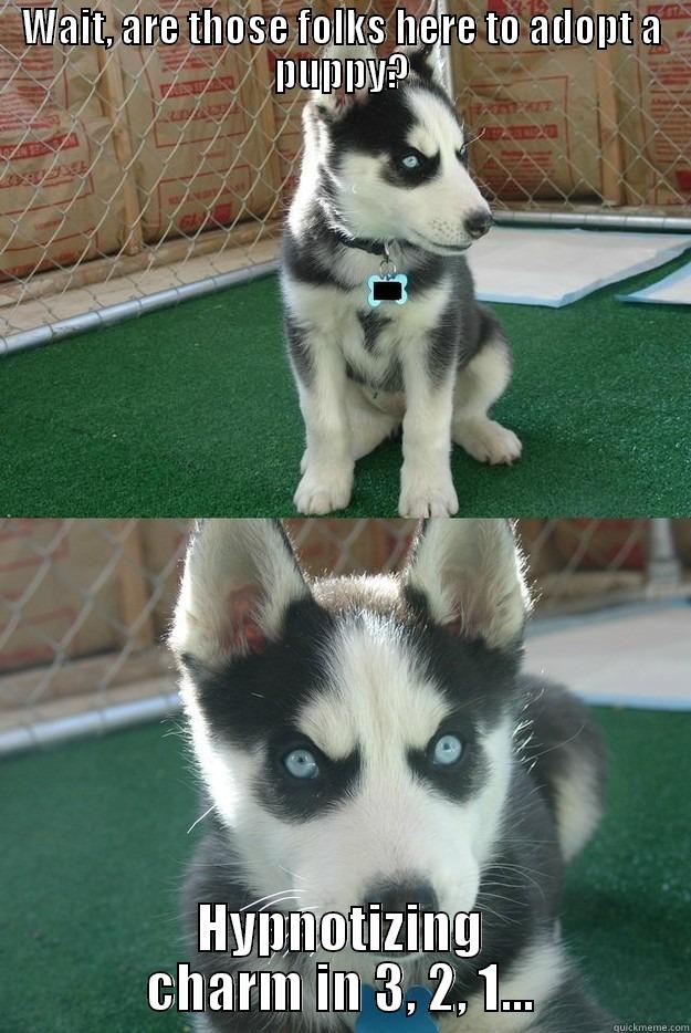 WAIT, ARE THOSE FOLKS HERE TO ADOPT A PUPPY? HYPNOTIZING CHARM IN 3, 2, 1... Insanity puppy