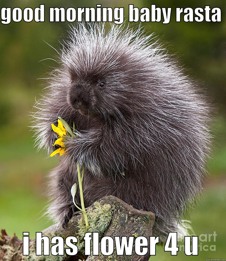 porcupine funny - GOOD MORNING BABY RASTA  I HAS FLOWER 4 U Misc