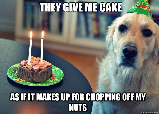 They give me cake as if it makes up for chopping off my nuts  Sad Birthday Dog