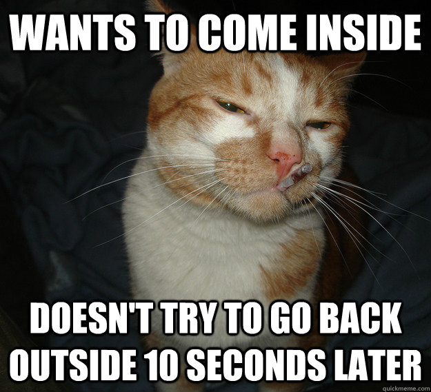 wants to come inside doesn't try to go back outside 10 seconds later  Good Guy Cat