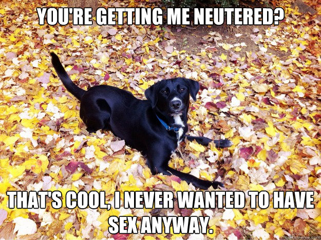 YOU'RE GETTING ME NEUTERED? THAT'S COOL, I NEVER WANTED TO HAVE SEX ANYWAY.  