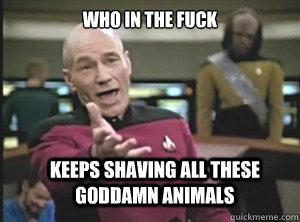 who in the fuck keeps shaving all these goddamn animals  Annoyed Picard