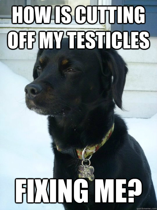 How is cutting off my testicles  fixing me?  Philosophical Puppy