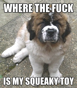 Where the fuck is my squeaky toy  The Angry puppy