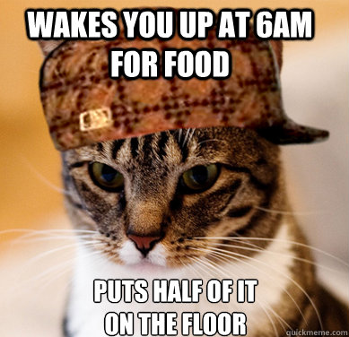 wakes you up at 6am for food  puts half of it on the floor  Scumbag Cat