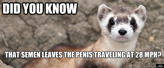 Did you know that Semen leaves the penis traveling at 28 MPH?  Fun-Fact-Ferret