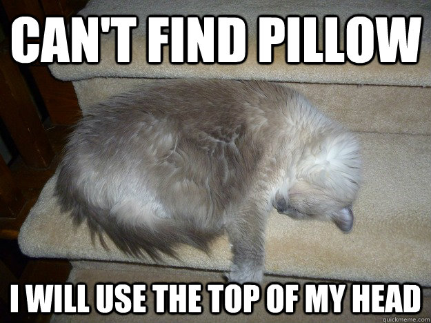Can't find pillow I Will use the top of my head - Can't find pillow I Will use the top of my head  Who needs a pillow.