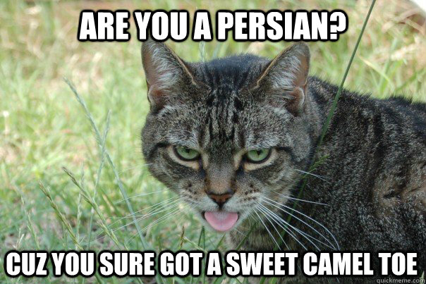 Are you a Persian? Cuz you sure got a sweet camel toe  Lustful Cat
